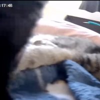黒い影が端に見える