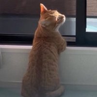 周囲を見まわす猫