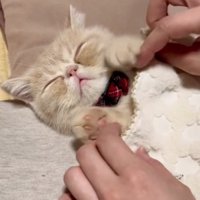 猫の手を上げさせる飼い主さん