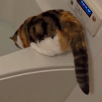 浴槽の中に身を乗り出す猫