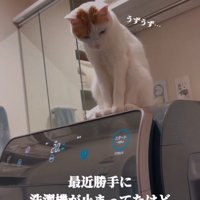 洗濯機に乗る猫