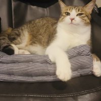 椅子の上でくつろぐ保護猫