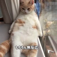 「もちろん～」と書かれた写真