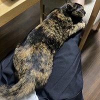 人のひざの上に乗る猫