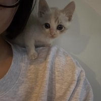 人の肩に乗る猫