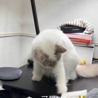 パンチする猫