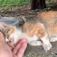 撫でられて寝転がる子猫