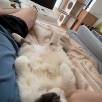 寝転んでいる人と猫