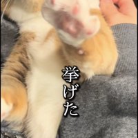 ママに耳掃除されながら左手を挙げるマンチカン
