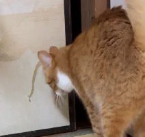 襖に近づく猫