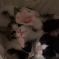 伸びをする子猫