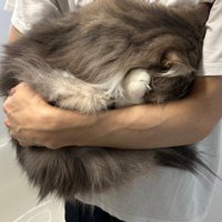 飼い主の腕の中で丸まる猫