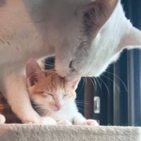 子猫を毛繕いする猫