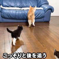 ソファーに乗ろうとする猫（こっそりと後を追う）