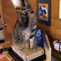 お内裏様を噛んで引っかく猫