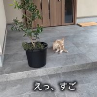 玄関先で毛繕い
