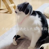 頭に被った排水溝ネットを外そうとする保護猫