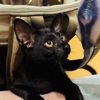 おもちゃで遊ぶ子猫