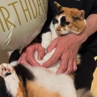 飼い主の膝に抱っこされている猫