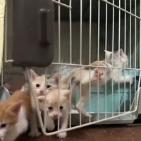 開いたケージの扉から外へ出る子猫たち
