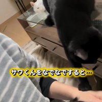 撫でられている猫と飼い主の手をとめようとする黒猫