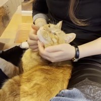 顔をなでなで