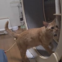 キャットホイールを回す猫