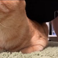 体の下に潜り込む猫