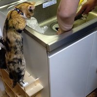 シンクに身を乗り出す猫