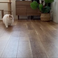 飼い主の方を見て、逃げ腰になる猫
