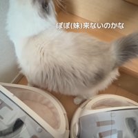 階段の上を見る猫