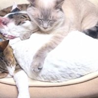 丸まっている猫たち