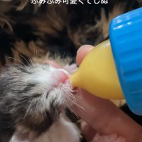ミルクを飲む赤ちゃん猫