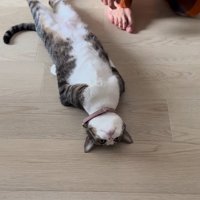 猫のそばから離れる家族