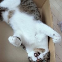 ひっくり返って飼い主を威嚇する猫の様子