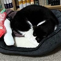 ペットベッドで丸くなって眠る猫