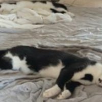 寝ている猫たち