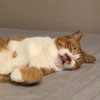 眠たそうに口を動かす猫