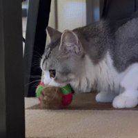 おもちゃを咥えている猫