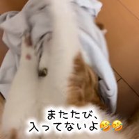 シャツに頭を突っ込む猫