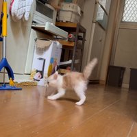 威嚇する猫