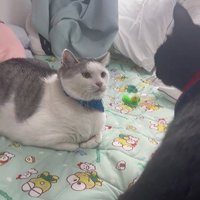 向かい合っている2匹の猫