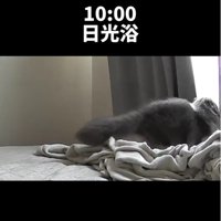 ベッドの上にいる猫