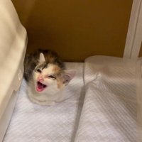 鳴いている子猫