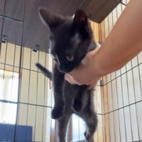投稿者に持ち上げられる黒猫の子猫