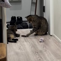 廊下でおもちゃを姉キジトラ猫に渡す弟キジトラ猫