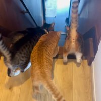 階段の手前にいる猫たち