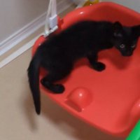 ブランコのイスに飛び乗って飼い主を見つめる子猫