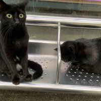 こちらを見つめる黒猫