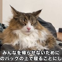 目を閉じる猫